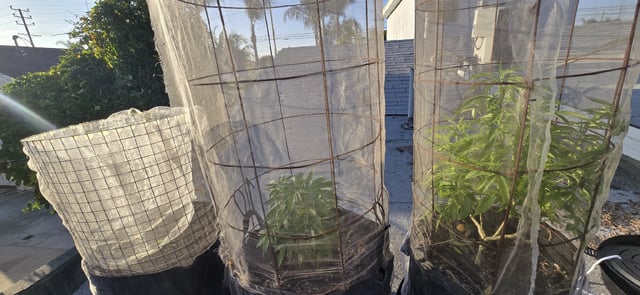 CzechsMex 2.0 — vegetative, day 125