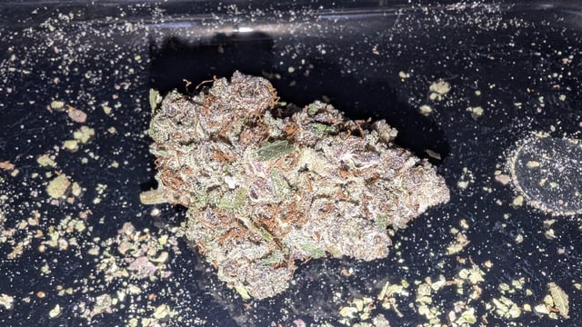 Mixed Grow — flower, day 113