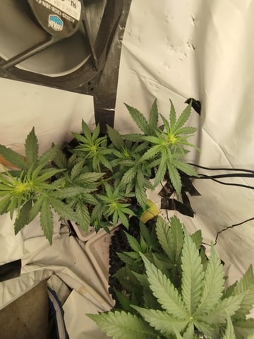 F1 apollo — vegetative, day 22