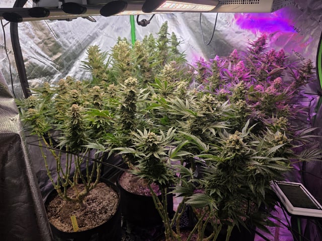 Hazy Daze — flower, day 102