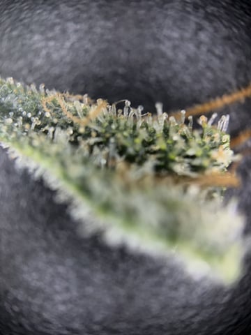 1.75 — harvest, day 83