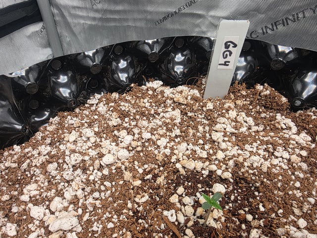 grow — seedling_rooting, day 1