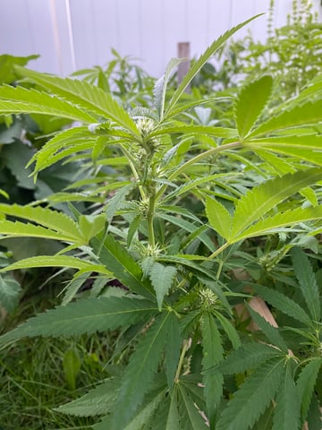 queen of soul X cap junky  — flower, day 138