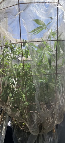 CzechsMex 2.0 — vegetative, day 170