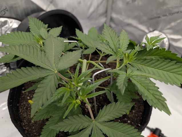 Grow #4 — vegetative, day 27