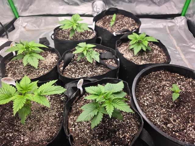 Hazy Daze — vegetative, day 10