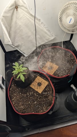 All White Spring Grow — seedling_rooting, day 1