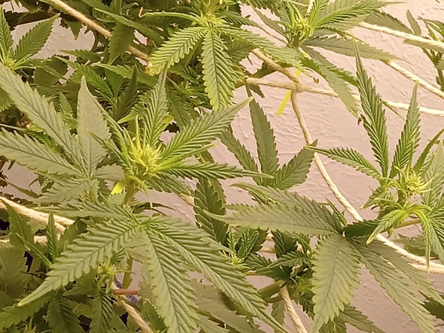 closet grow for veg with a.c infinity air intake fan .With no carbon filter just suction,and spider farmer sf 7000.Then a spider farmer sf tent 4×4×6.5with a G1500 l.e.d from spiderfarmer and spider farmer 6inch clip oscalating fan. — flower, day 37