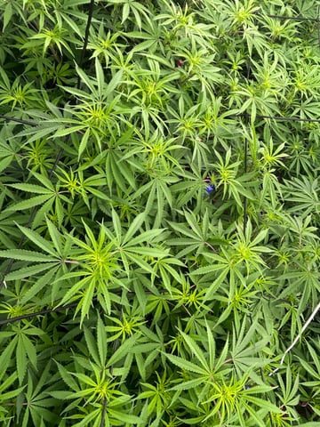 zunami s1 grounded genetics  — flower, day 48