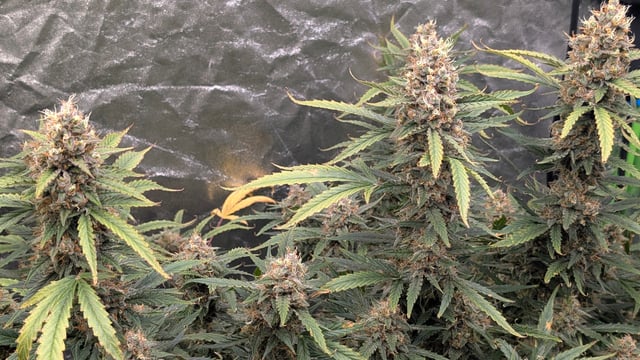 Strawberry Cheesecake Seedsman Seeds Autoflowers x2 — flower, day 95