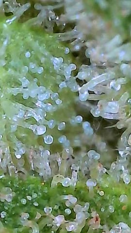 First ever grow — harvest, day 92