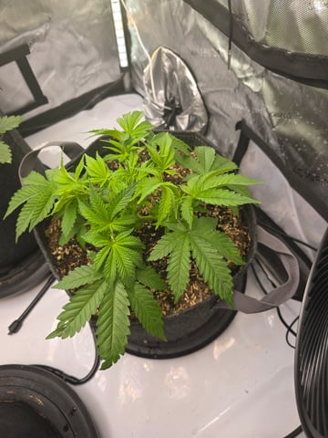 Purple Haze  — vegetative, day 21