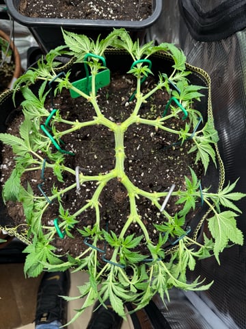 pink Mist — vegetative, day 2