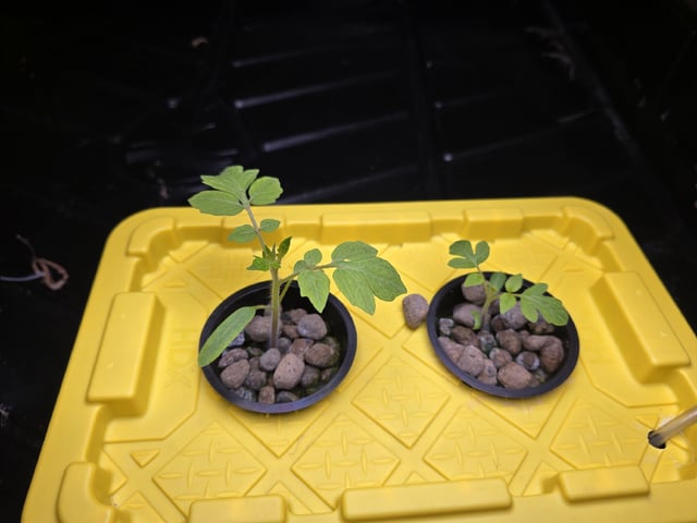 Hydro Roma Tomatoes 