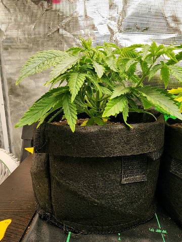 HE1E we GROW  — vegetative, day 50