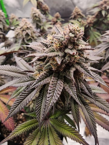 trap n pink — flower, day 127