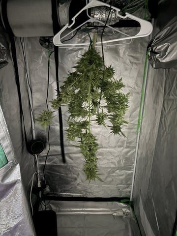 3 seeds  — harvest, day 93