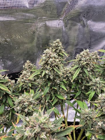 blue dream auto — flower, day 73