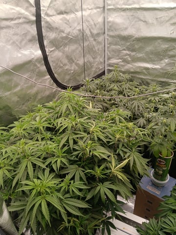 Master Kush — flower, day 70