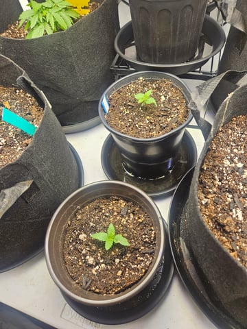 OG Kush — seedling_rooting, day 12