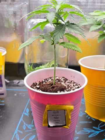 Candy,Punch,Lobsta — vegetative, day 2