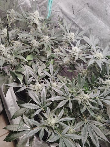 LSD Auto — flower, day 40