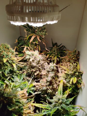 drawer grow forbidden fruit — flower, day 105