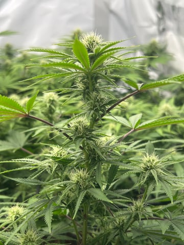 zunami s1 grounded genetics  — flower, day 61