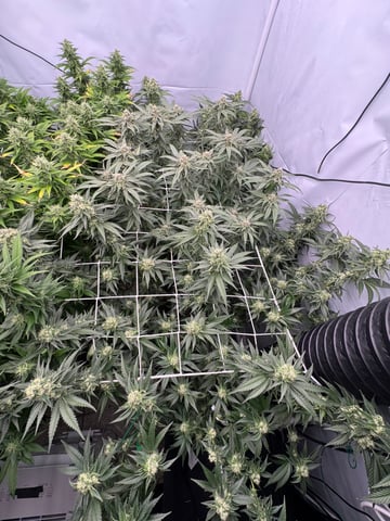 Permanent Marker, Gary Payton — flower, day 37