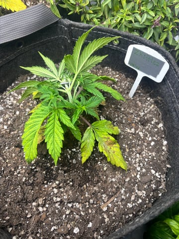 winter 25-26 — vegetative, day 17