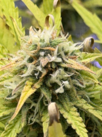 Indoor — auto, day 63