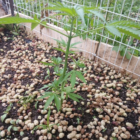 Super lemon haze — vegetative, day 1