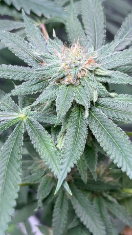 Current Grow — none, day 6