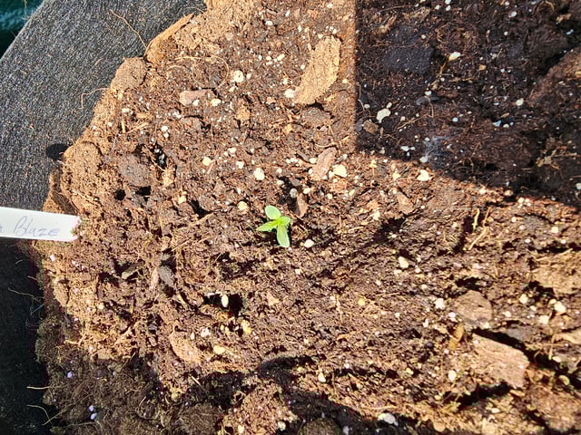 banana blaze  — grow_setup, day 7