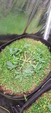 First Grow with the new setup  — vegetative, day 41