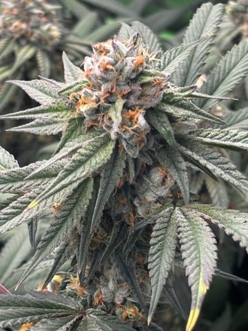 Pink Passion Fruit — flower, day 97