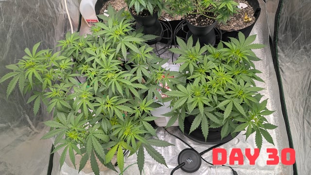 Strawberry Cheesecake Seedsman Seeds Autoflowers x2 — flower, day 33