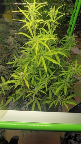 Gelato & Amnesia  — flower, day 66