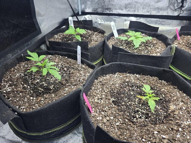 Autos AGAIN — vegetative, day 18
