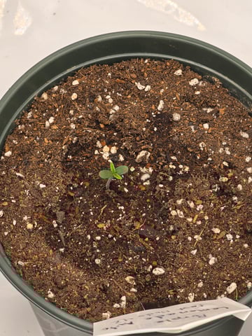 Fast Buds - Purp Lemonade — germination, day 5