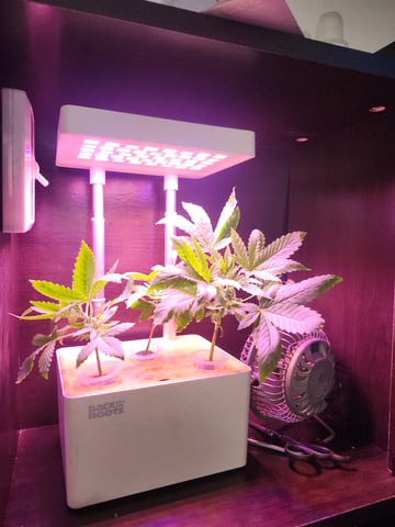 First Organic Hydro Grow. — seedling_rooting, day 13