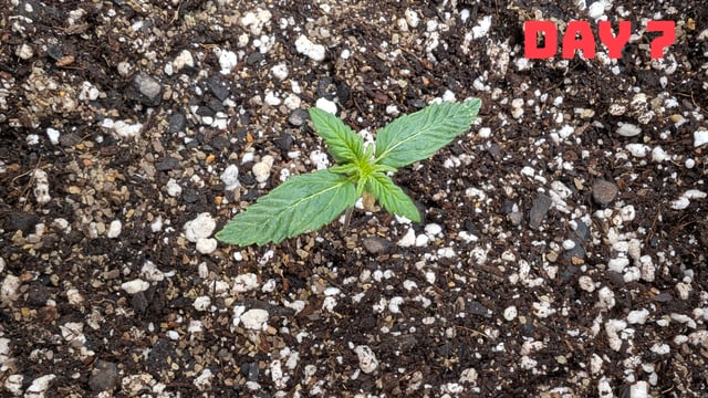 Strawberry Cheesecake Seedsman Seeds Autoflowers x2 — seedling_rooting, day 10