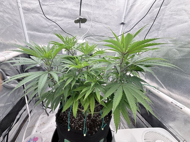 Blue Dream Grow — flower, day 37