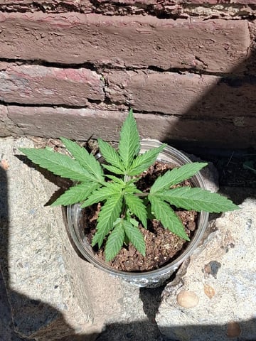 My First Grow — vegetative, day 44