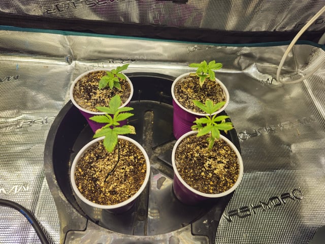 Crushberry Sugar — vegetative, day 20