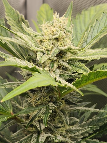 Mephisto Apple Crush and Pop tart OG in Nature's Living Soil.  — flower, day 55