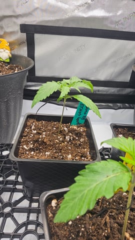 ethos genetics  — seedling_rooting, day 13