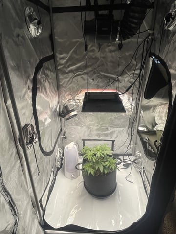 3x3 Grow — flower, day 2