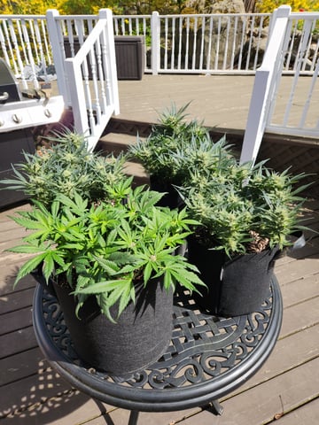 Autoflower grow. my first grow  — flower, day 58