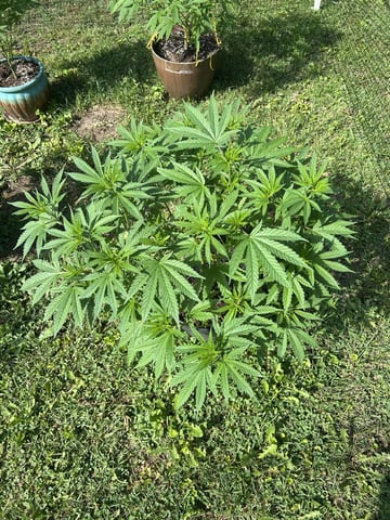 2026 Outdoor — vegetative, day 66